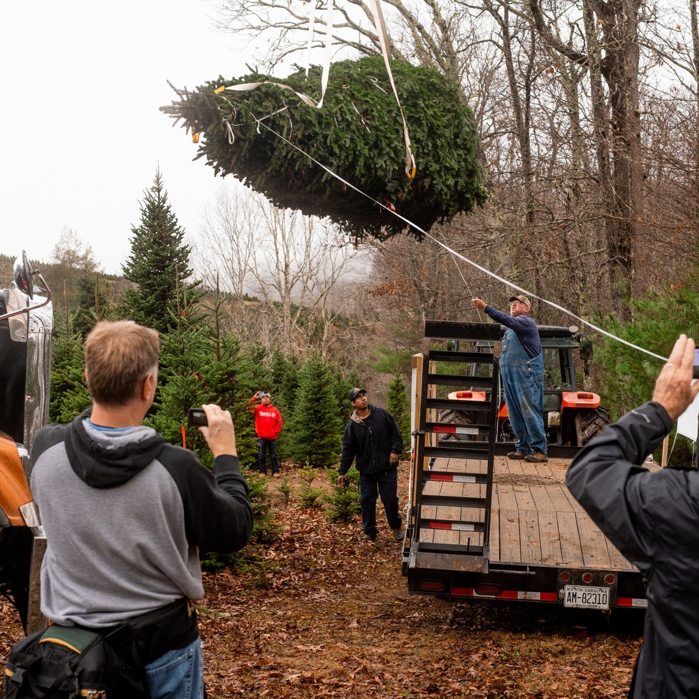 Saving Christmas in North Carolina, One Tree at a Time, After Hurricane Helene