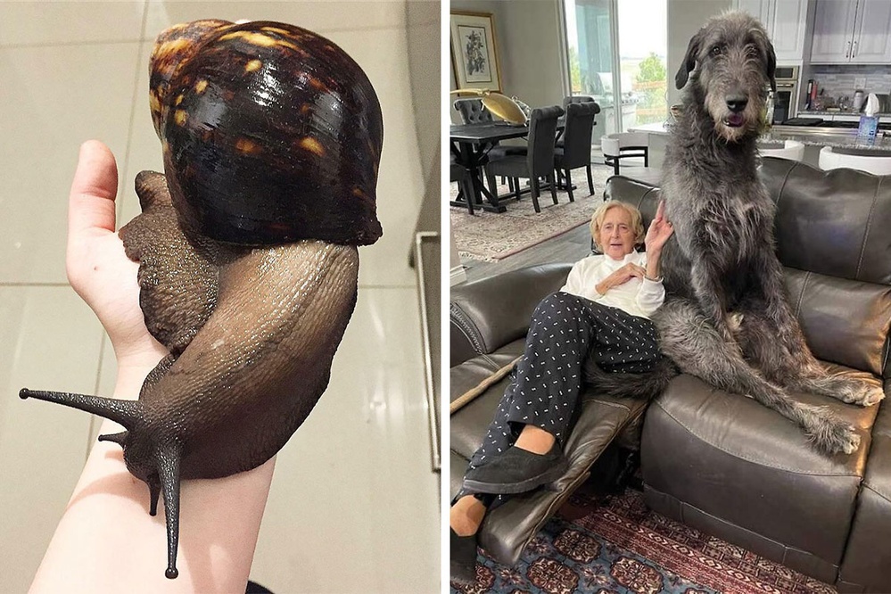 50 Animals So Giant It's Hard To Believe They're Real (New Pics)