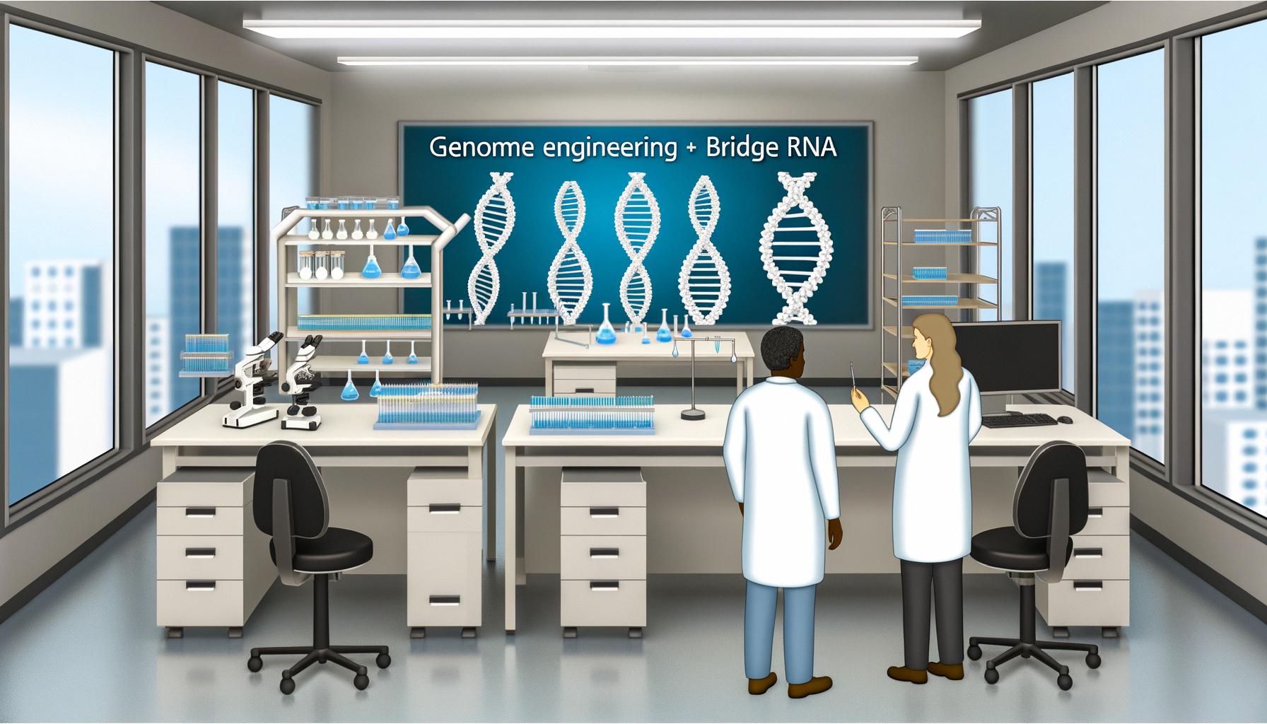 Bridge RNA allows for seamless, large-scale genomic modifications.
