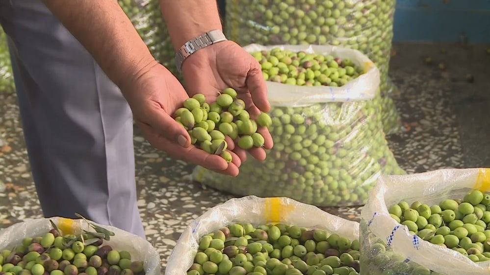 October 2026 West Bank olive harvest turns violent: UN logs 160 settler attacks in two weeks as Israel bars foreign observers and volunteers face detention