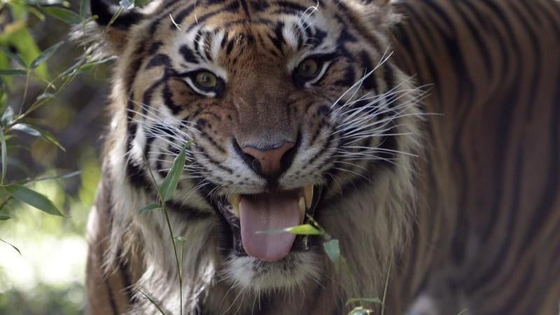 Man killed by tiger at Yorkshire Wildlife Park near Doncaster on October 10, 2026 after entering the 'Land of the Tigers' enclosure; park closed during police investigation