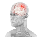 Cns Pharmaceuticals Forecast