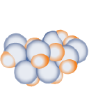 Polypid Forecast